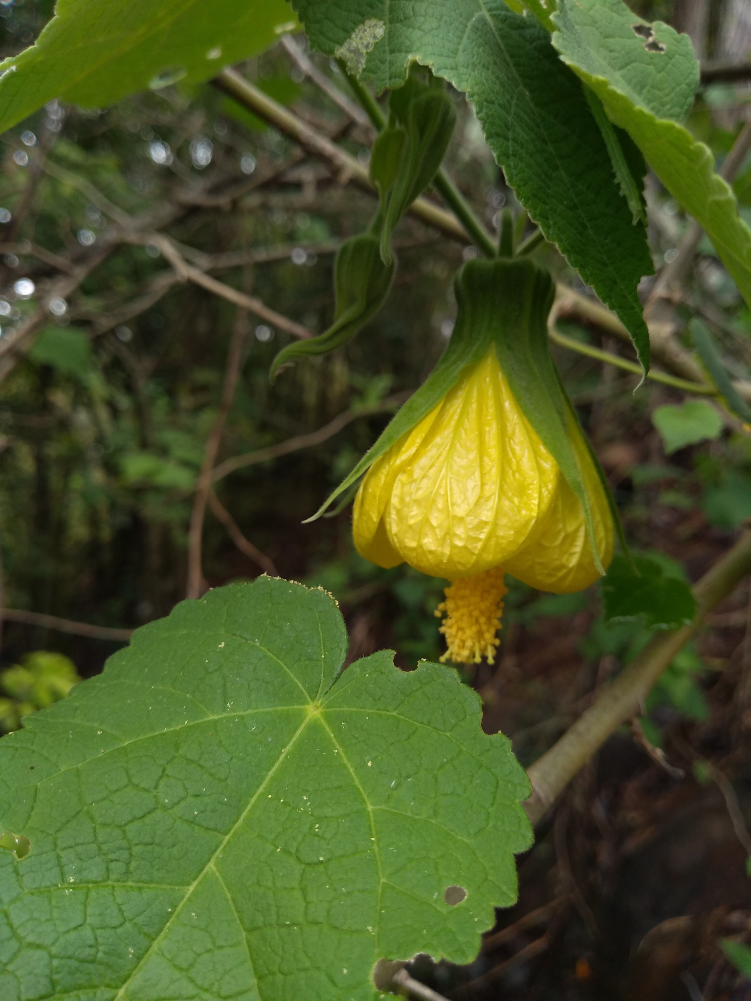 Callianthe flava