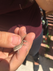 Sceloporus occidentalis