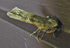 Lithomoia germana