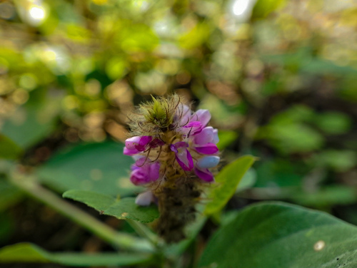 Uraria lagopodioides iNat (3)