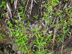 Gamochaeta simplicicaulis