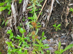 Gamochaeta simplicicaulis