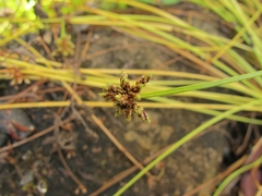 Isolepis distigmatosa