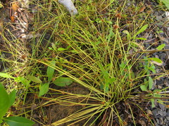 Isolepis distigmatosa