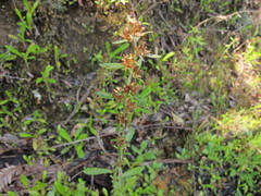 Gamochaeta simplicicaulis