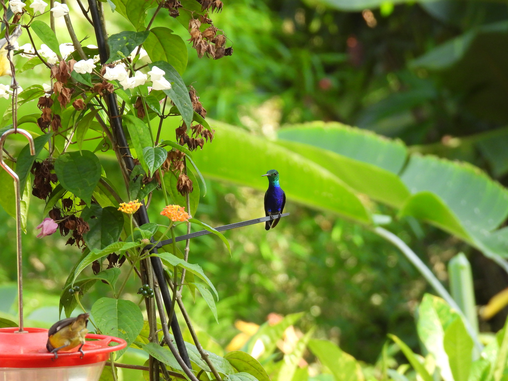 Violet-bellied Hummingbird (Chlorestes julie), photo 6
