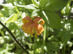 Lilium pardalinum shastense