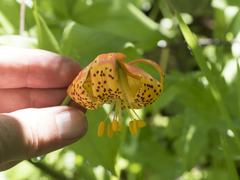 Lilium pardalinum shastense