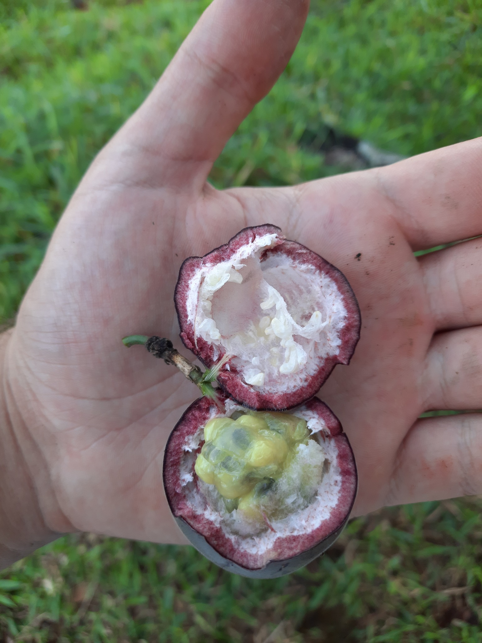 Passiflora edulis