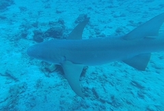 Tawny nurse shark
