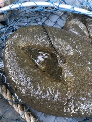 Pectinatella magnifica