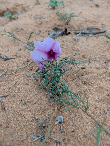 Narrowleaf Morning Glory