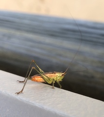 Conocephalus spartinae