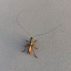 Conocephalus spartinae