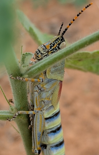 Elegant grasshopper
