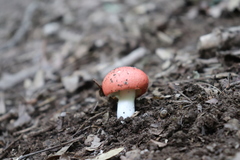 Russula silvicola