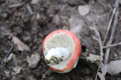 Russula silvicola