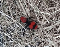 Dasymutilla occidentalis