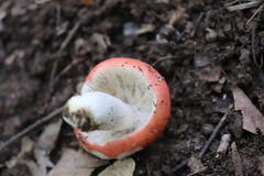 Russula silvicola