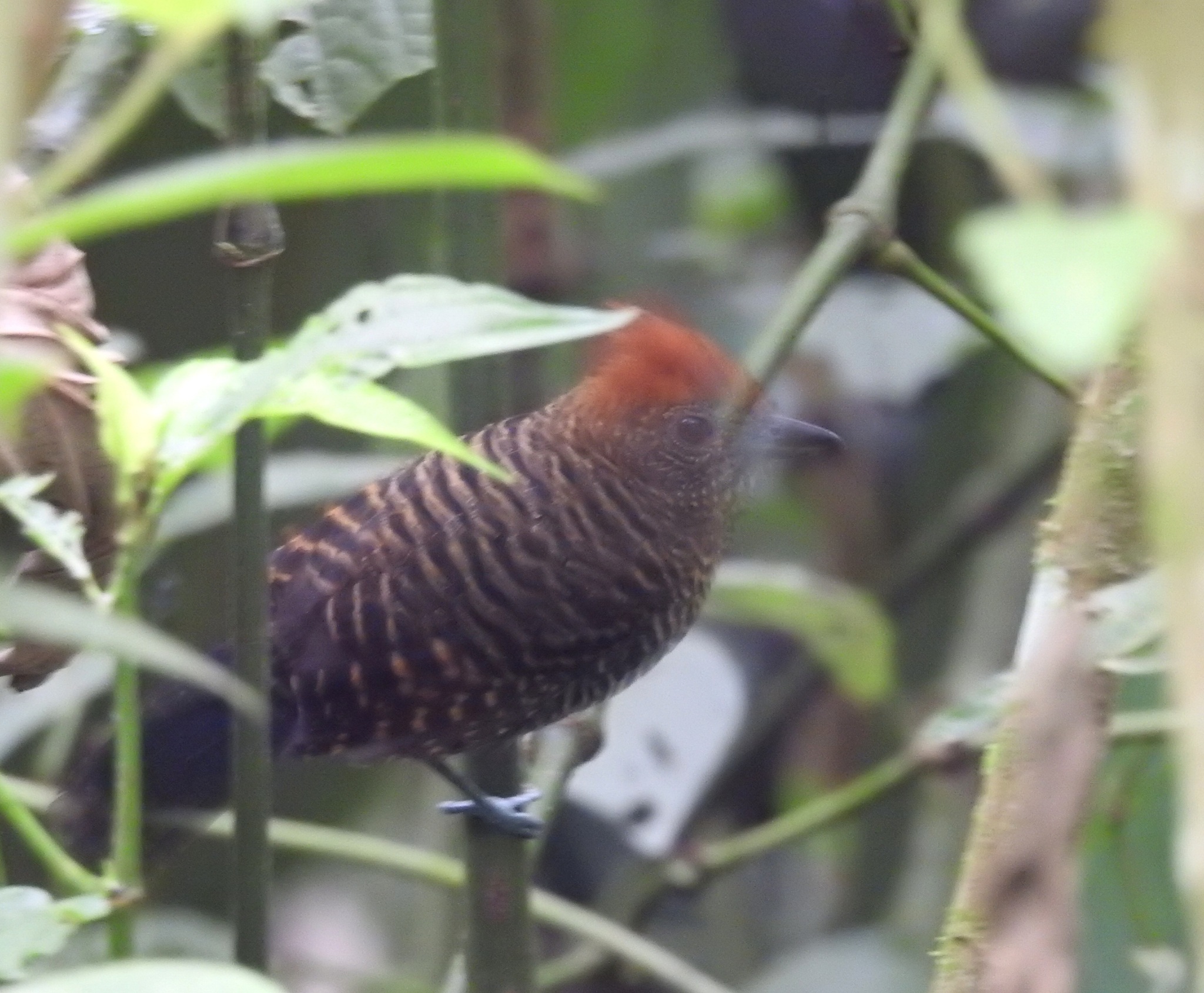 Tufted Antshrike (Mackenziaena severa), photo 2