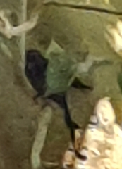 Dicrurus macrocercus