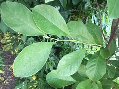 Magnolia acuminata