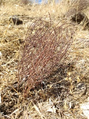 Eriogonum nidularium