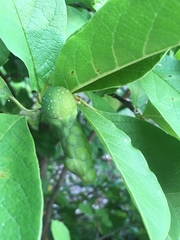 Magnolia acuminata