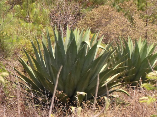 pulque agave