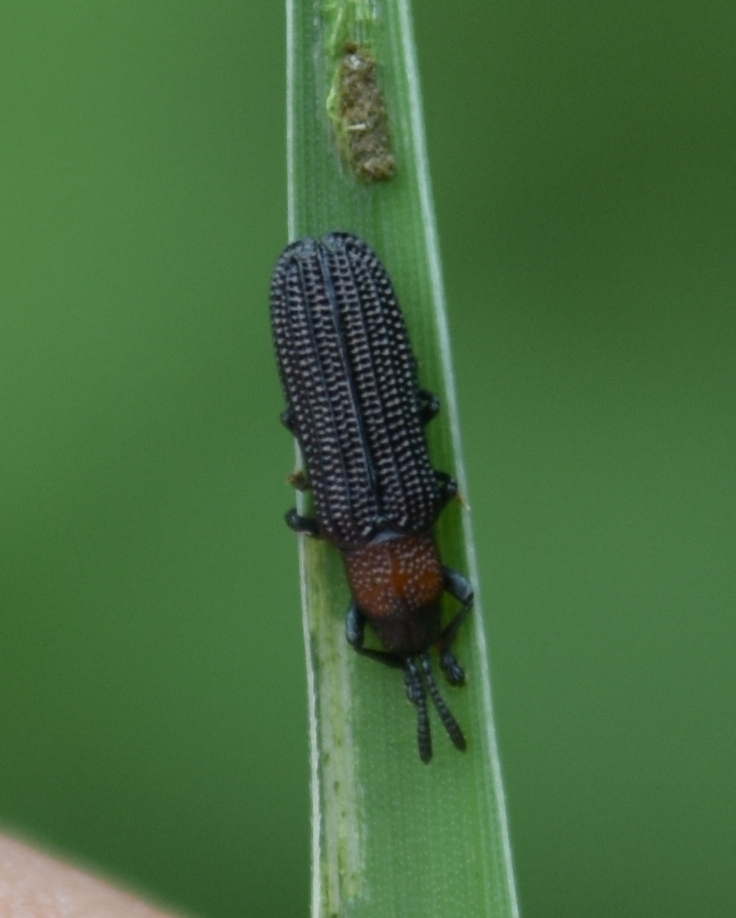 Anisostena ariadne