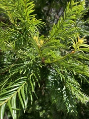 Cunninghamia