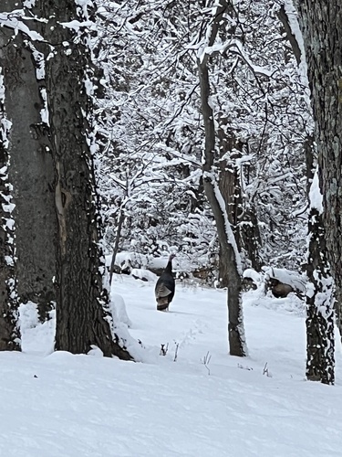 Wild Turkey photographed in Oklahoma
