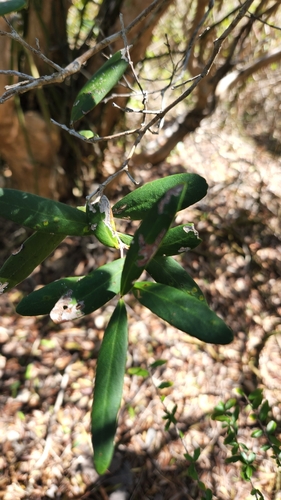 Pimenta haitiensis