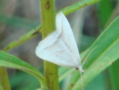 Macrochilo absorptalis