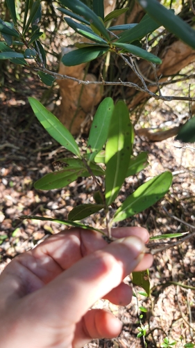 Pimenta haitiensis, photograph 2