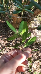 Pimenta haitiensis, photograph author not stated, no rights reserved
