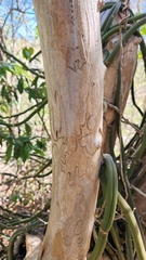 Pimenta haitiensis, photograph author not stated, no rights reserved