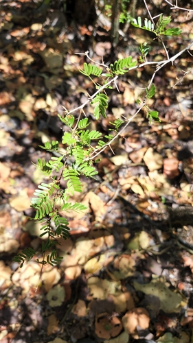 Vachellia cucuyo