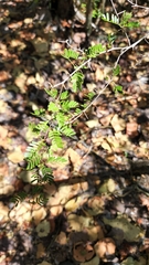 Vachellia cucuyo