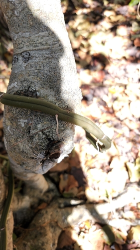 Vachellia cucuyo, photograph 1