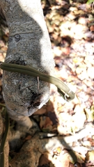 Vachellia cucuyo, photograph Yolanda M. Leon, CC0, iNaturalist via GBIF