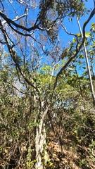 Vachellia cucuyo, photograph Yolanda M. Leon, CC0, iNaturalist via GBIF