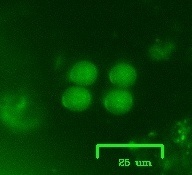 Oocystis