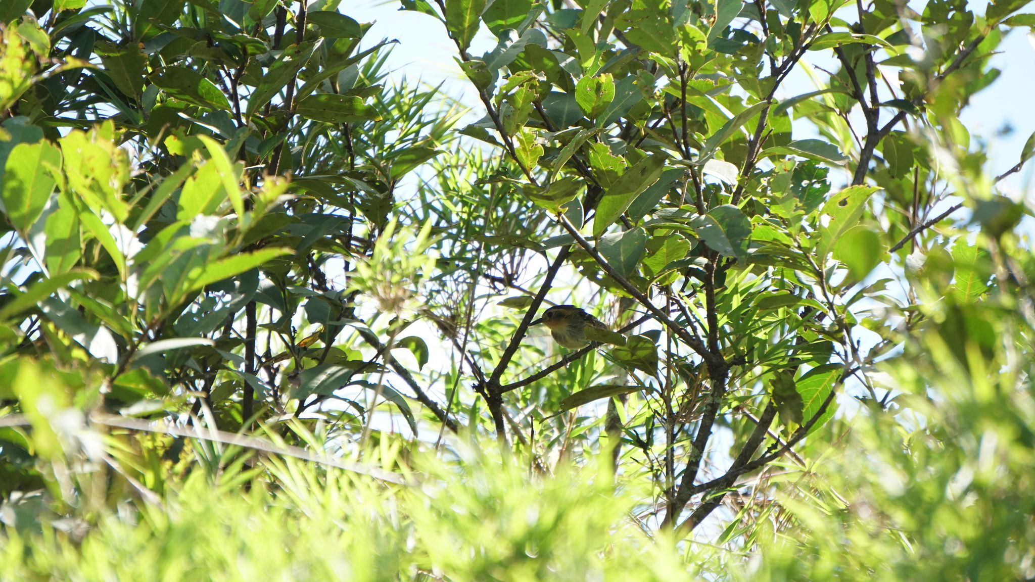 Ochre-faced Tody-Flycatcher (Poecilotriccus plumbeiceps), photo 10