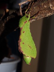 Aenetus blackburnii