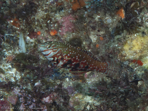Halichoeres lapillus observed 2025-02-17
