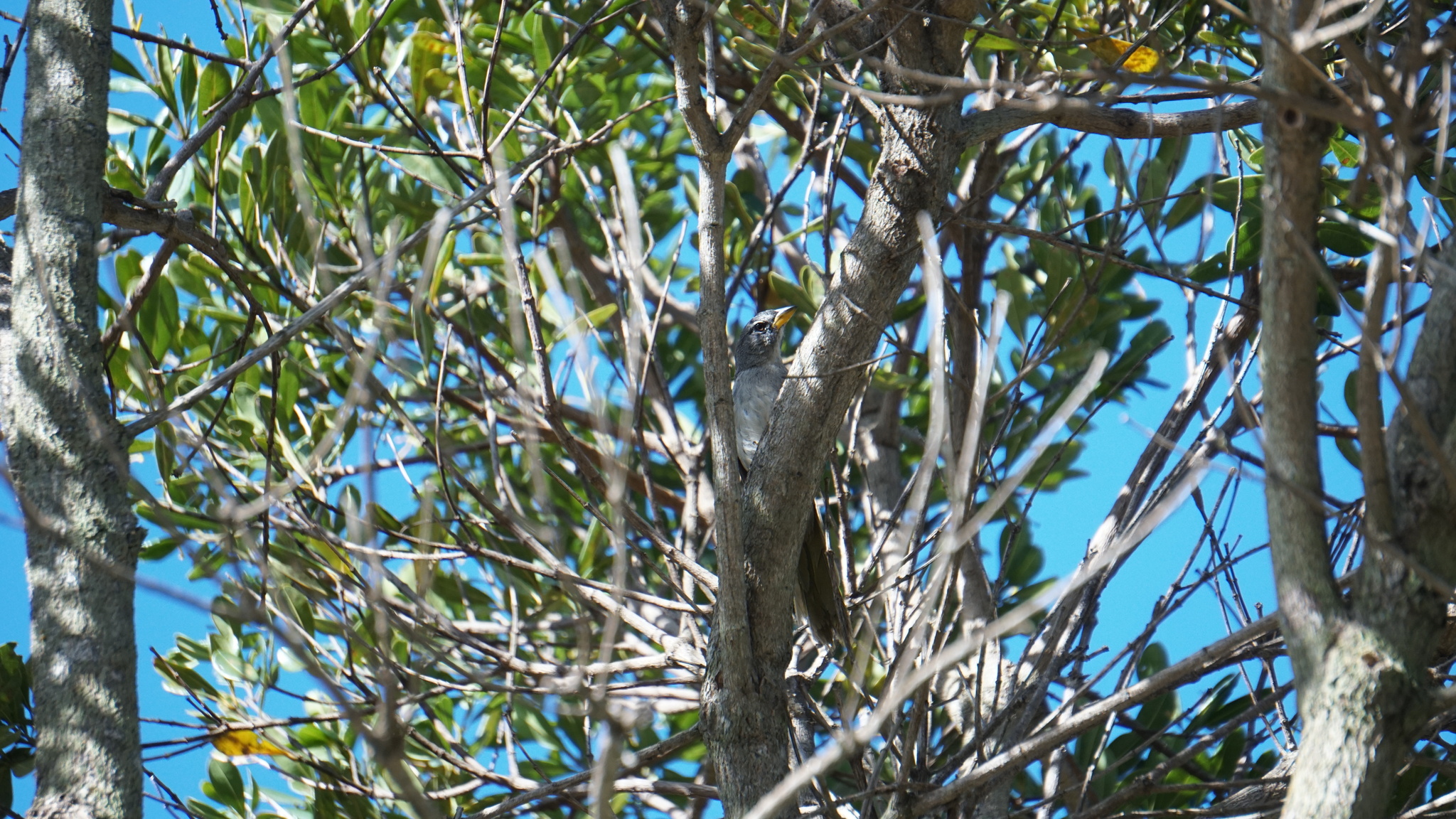 Serra Finch (Embernagra longicauda), photo 4
