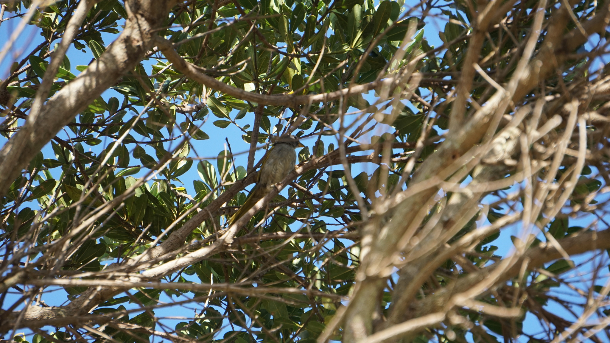 Serra Finch (Embernagra longicauda), photo 5