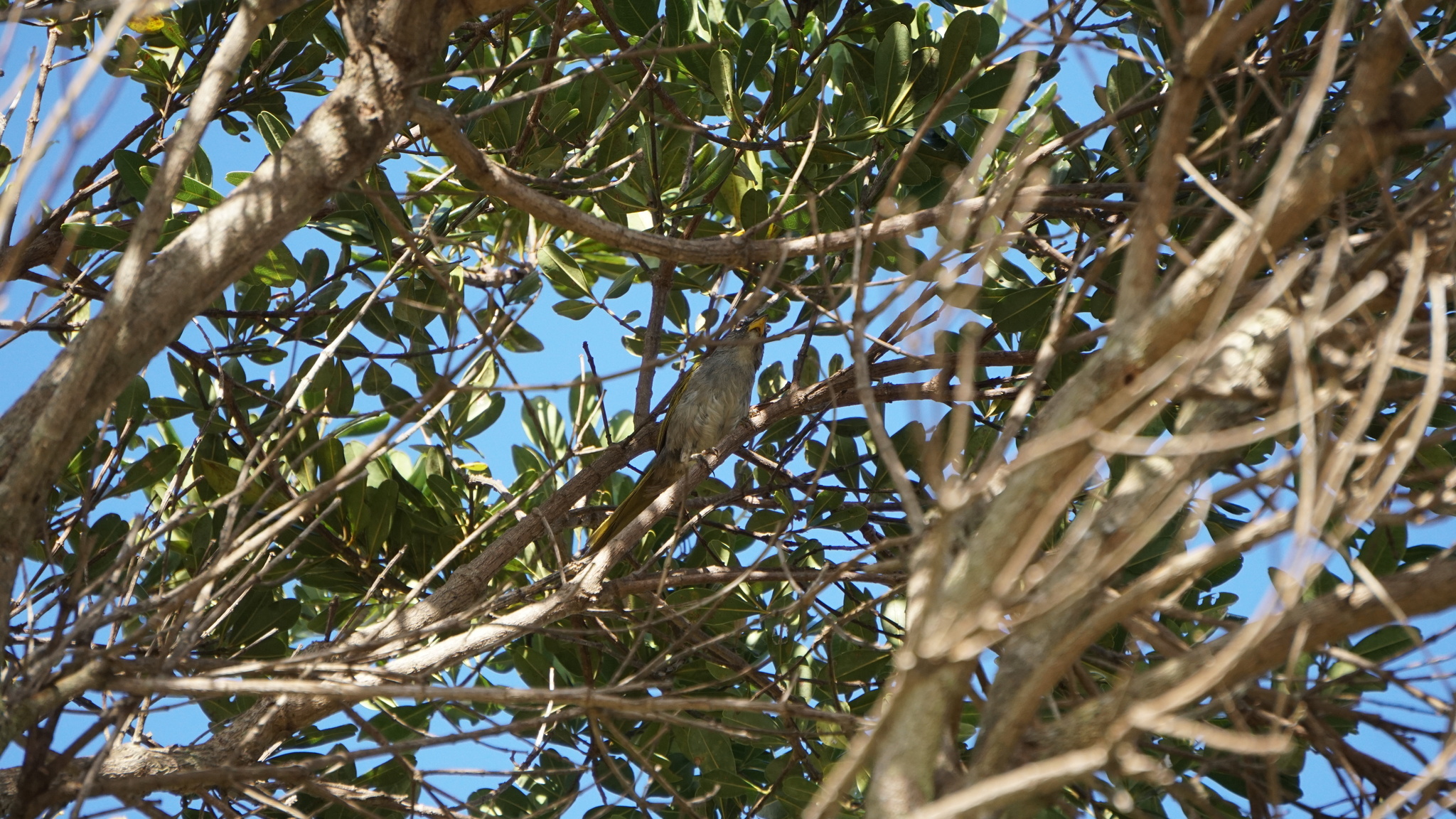 Serra Finch (Embernagra longicauda), photo 6