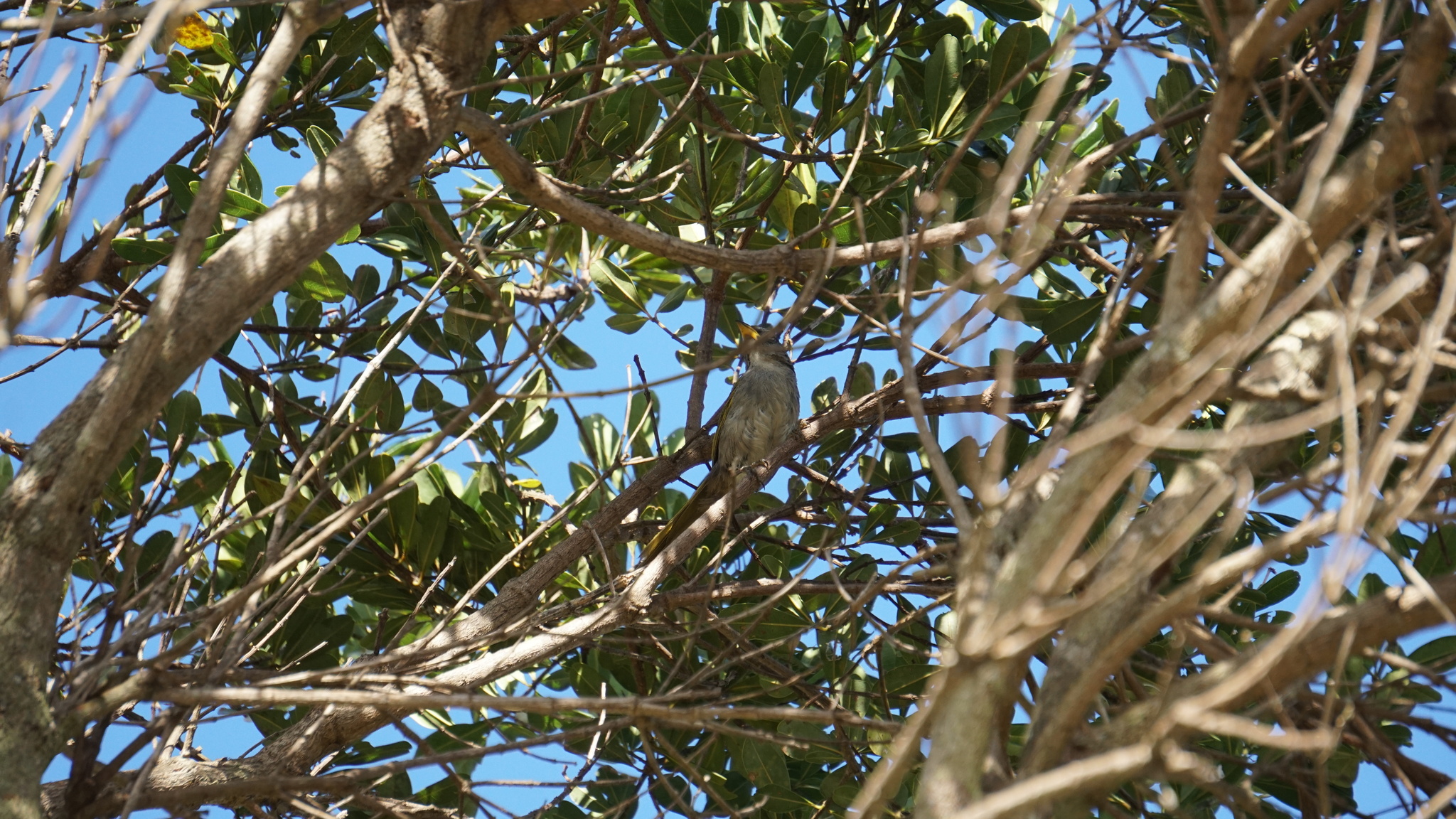 Serra Finch (Embernagra longicauda), photo 7